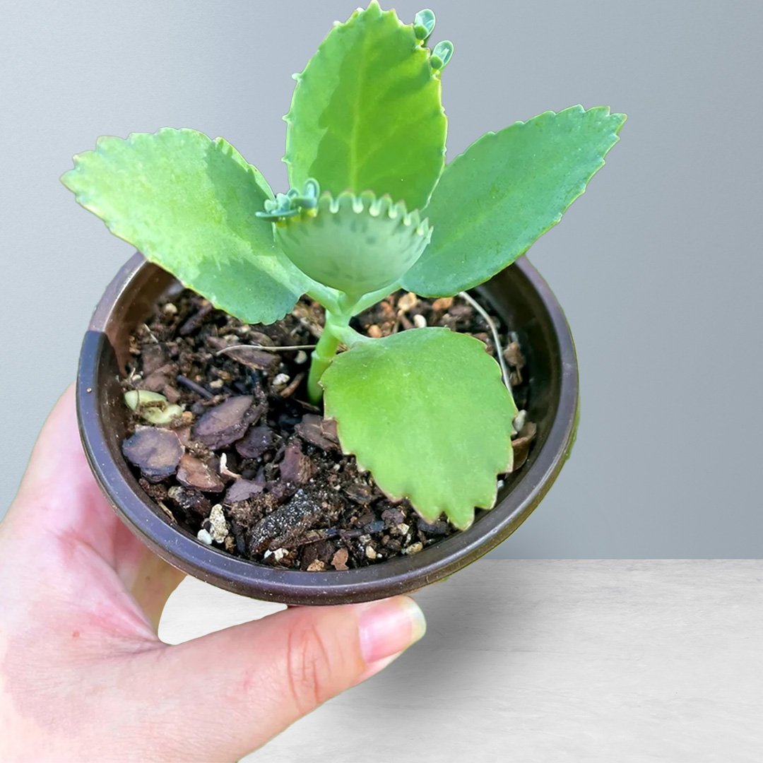 Mother of Thousands